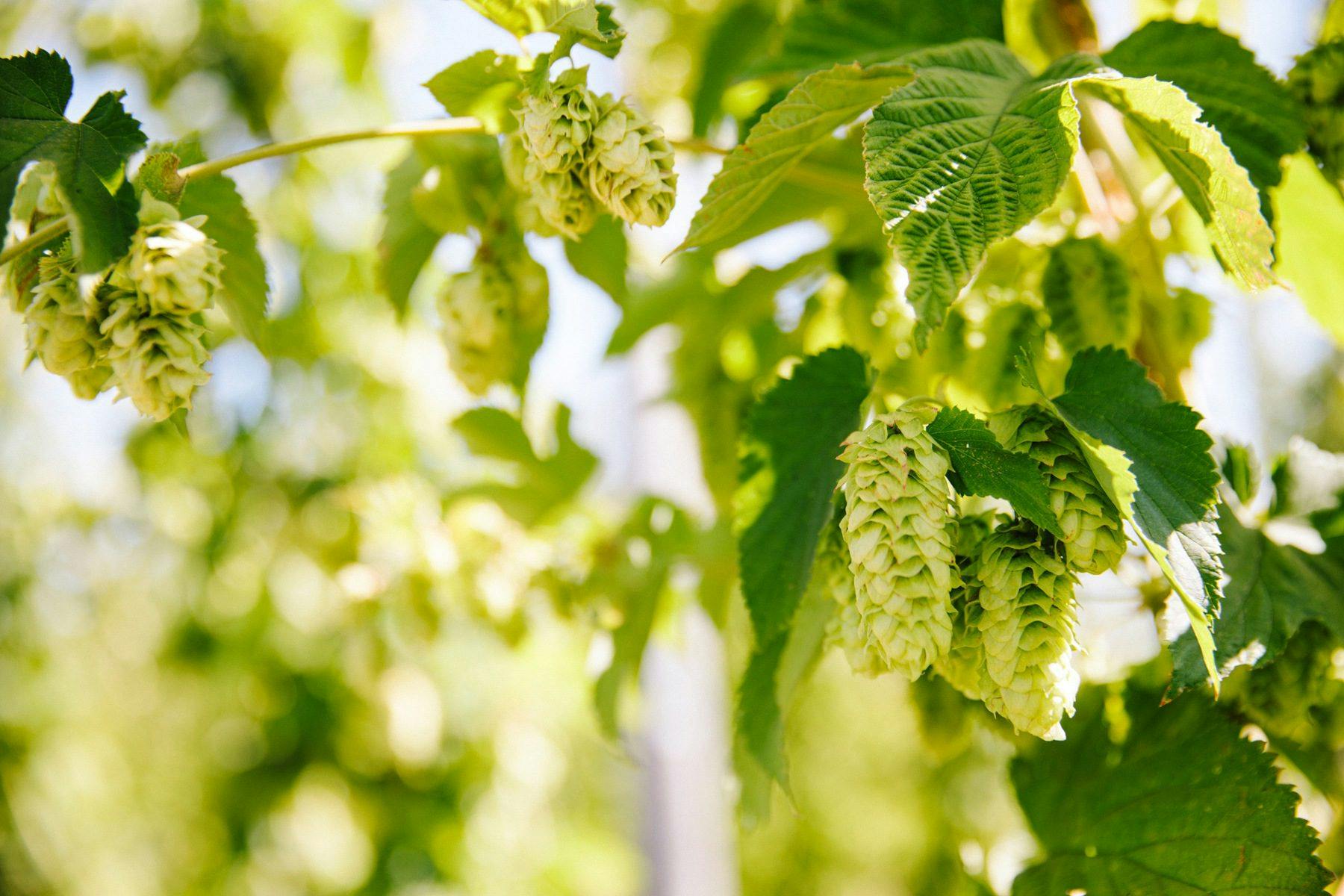 Two hands reaching into a large pile of freshly harvested hops at Sierra Nevada