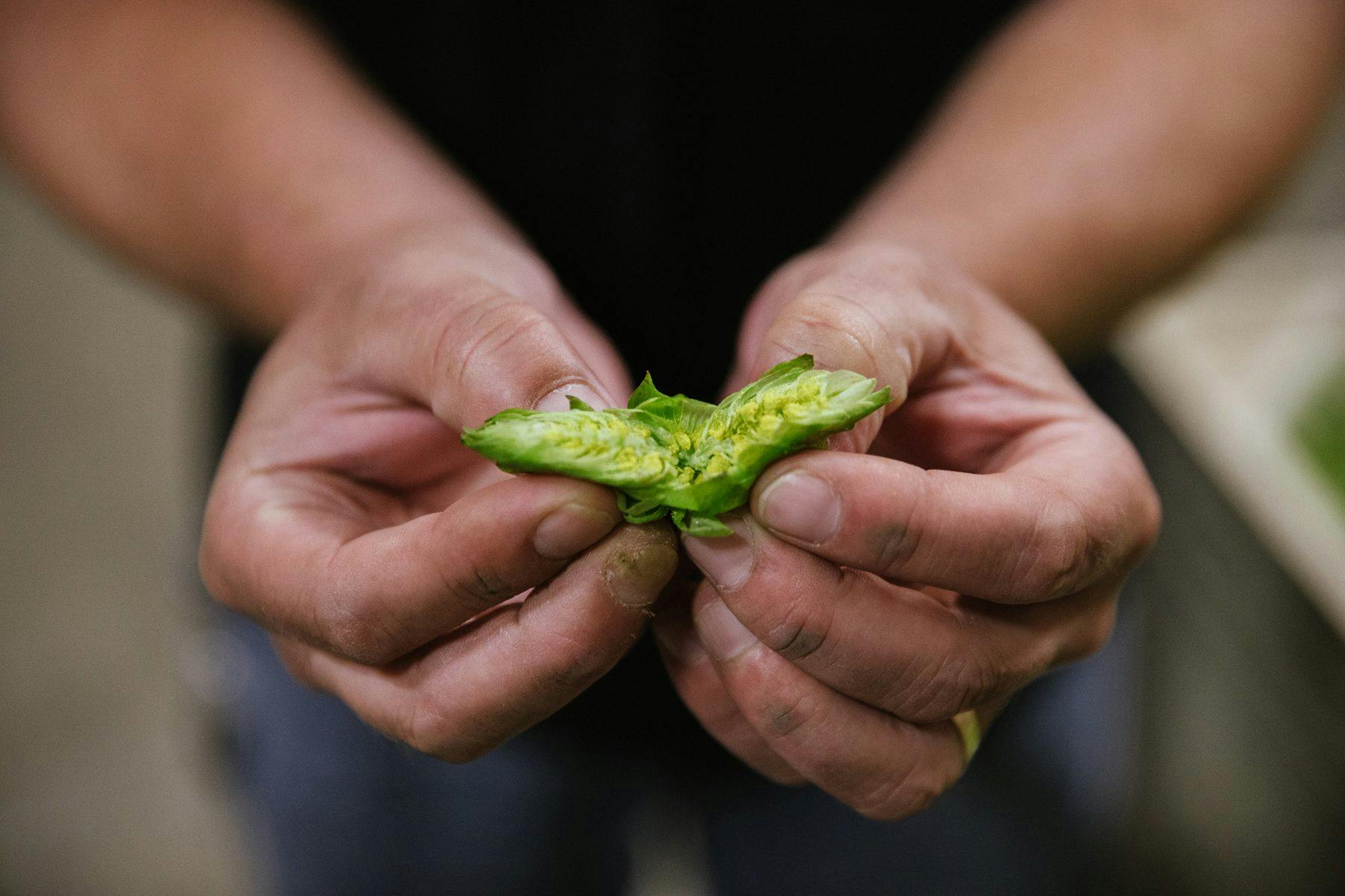 Hands opening a hop cone to show the lupulin inside