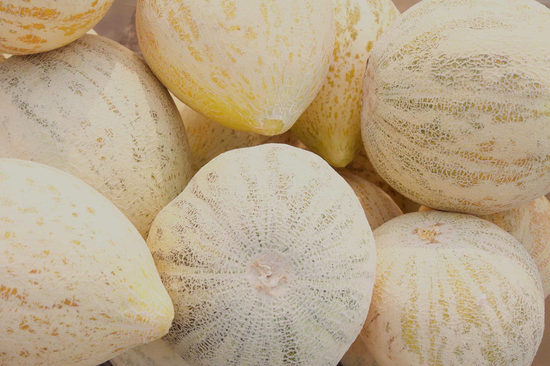 Close view of a “Bidwell Casaba” melon in the Sierra Nevada Brewing Co. garden