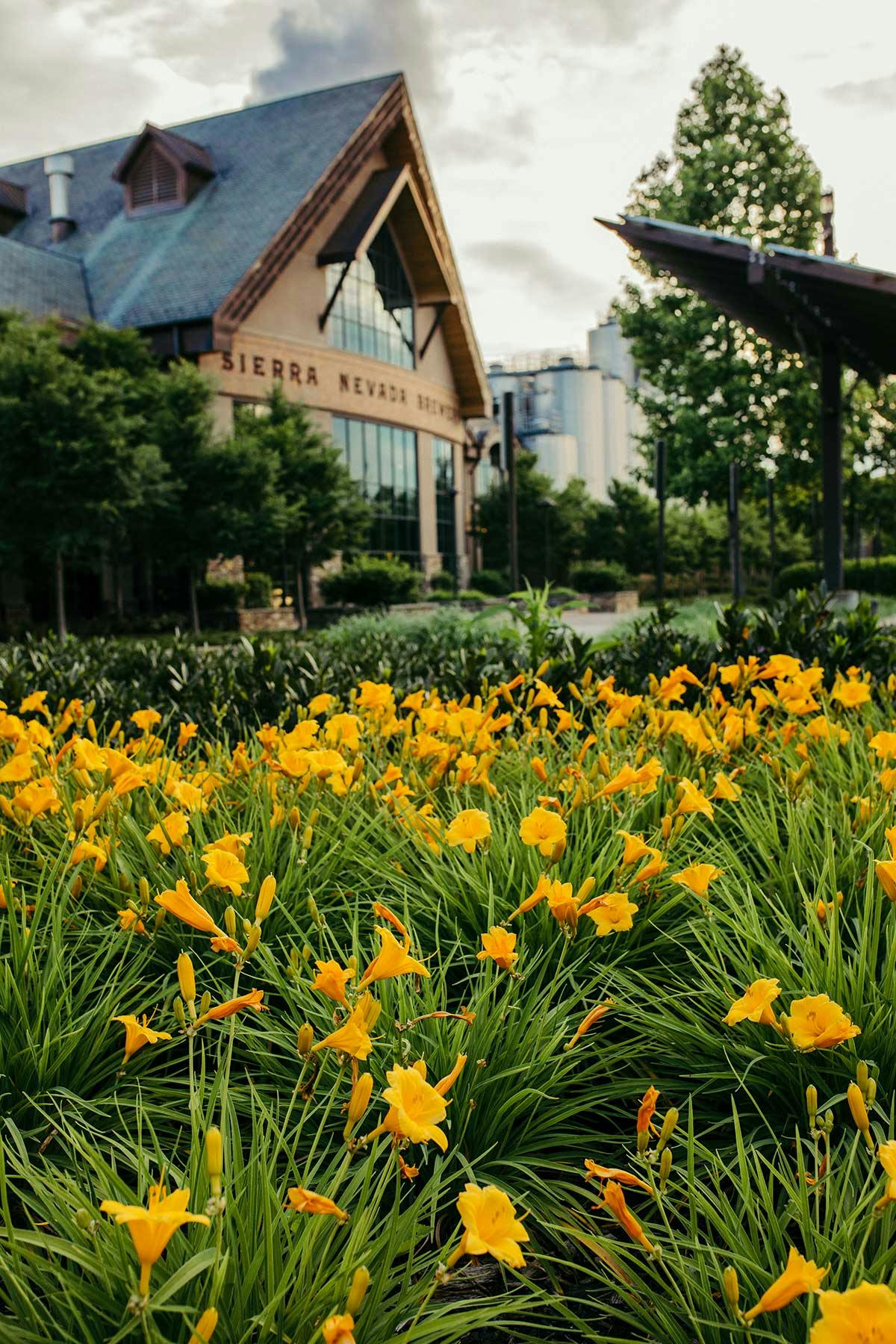 Blooming yellow flowers outside Sierra Nevada Brewing Co. in Mills River, North Carolina