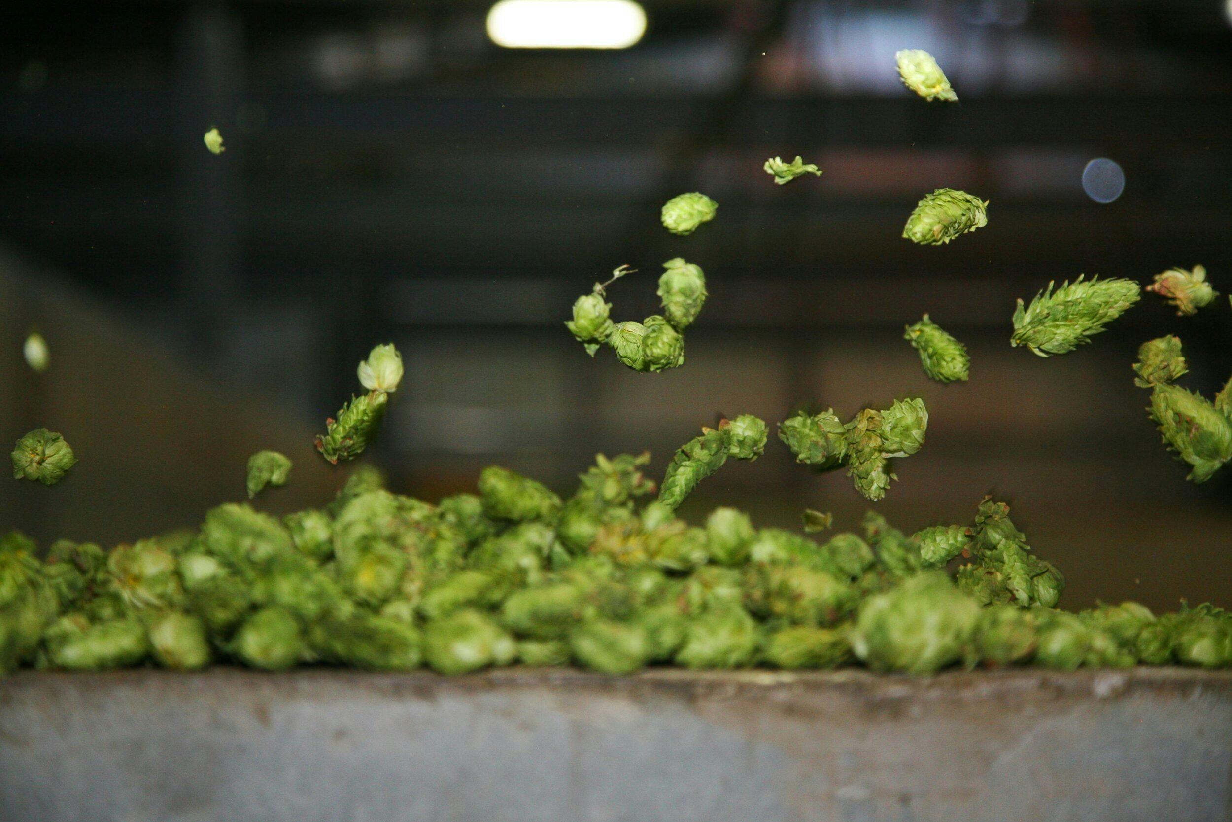 hops falling