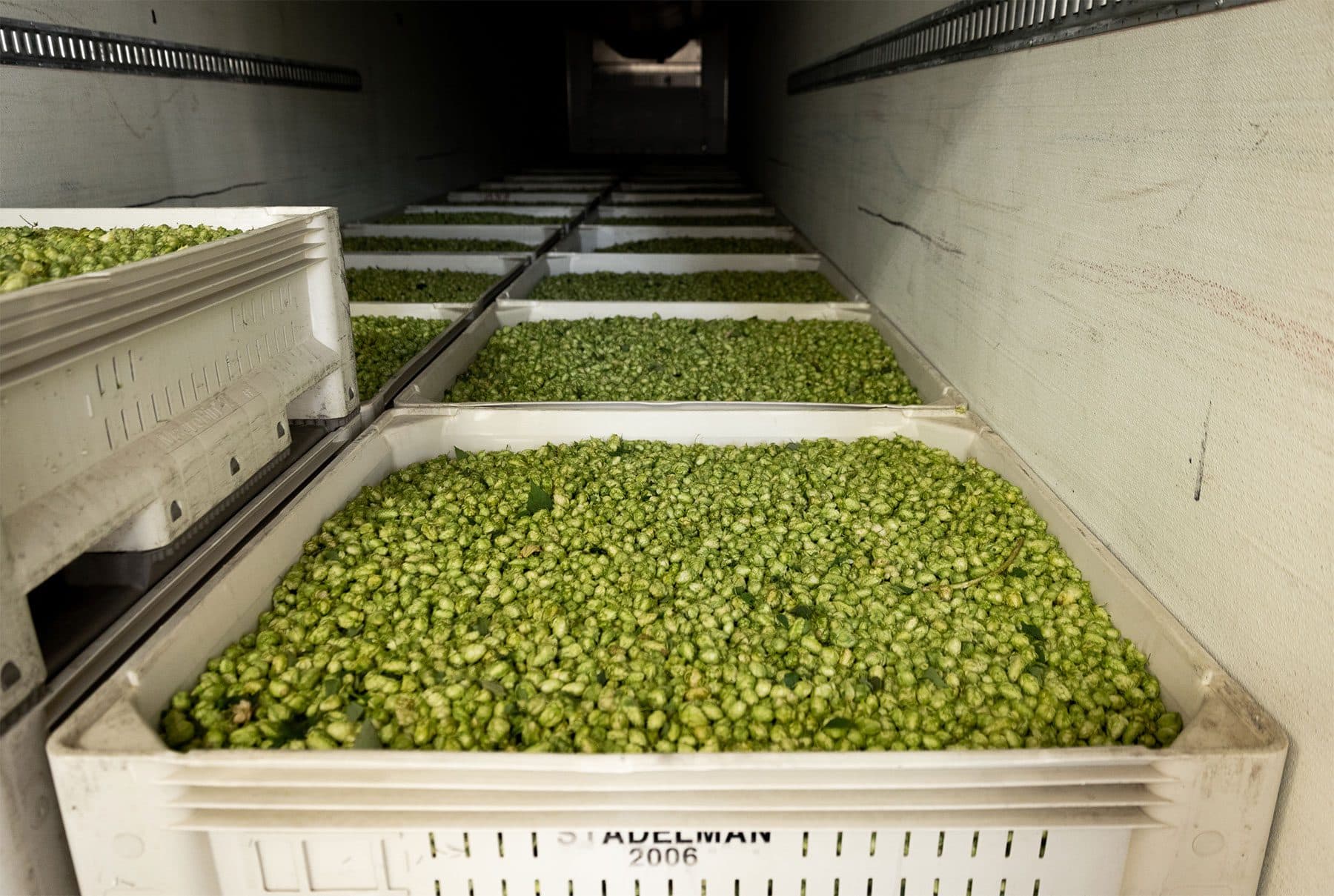 Large bins of freshly harvested hops in the back of a semi-trailer truck